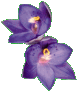 ANOS Geelong Logo