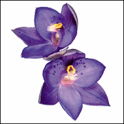 Enter Australasian Native Orchid Society (ANOS) Geelong Site