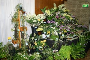 Orchid Display