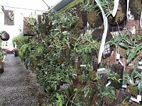 Australin Orchid Nursery