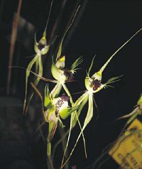 Arachnorchis tentaculata