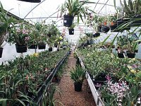 B & T Orchids