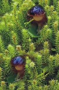 Corybas diemenicus