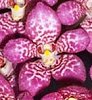 Down Under Native Orchids