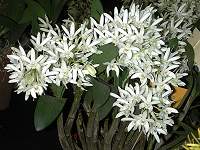 Dendrobium Andrew Person