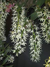 Dendrobium speciosum var speciosum