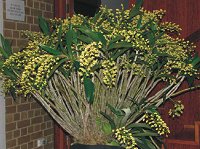 Dendrobium X gracillimum