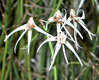 Dockrillia fairfaxii