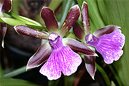 Mount Beenak Orchids