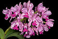 Eric Hunt - Orchid Species Photos