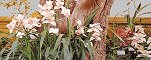 Orchids On-Line