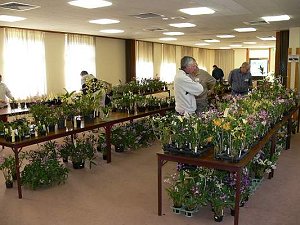 Orchid Sales