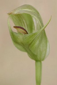 Pterostylis curta