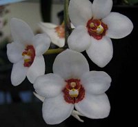 Sarcochilus hartmanii