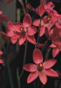 Thelymitra Kay Nesbitt