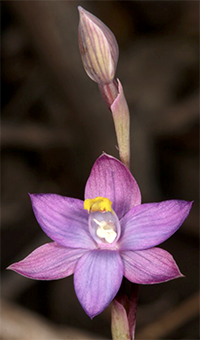 Thelymitra mackibbinii
