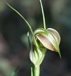 Wild Orchids of Australia