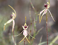 How orchids changed Emily Noble's life