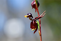 Duck Orchid