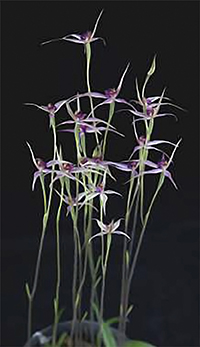 Caladenia cruciformis x latifolia