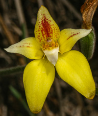 Caladenia flava
