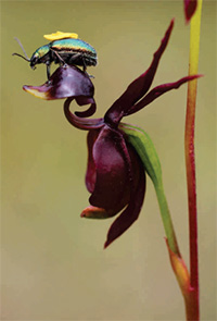 Caleana major