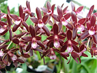 Cymbidium caniculatum