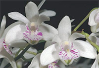 Dendrobium kingianum