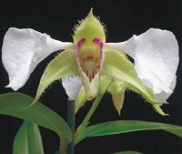 Dendrobium eximium