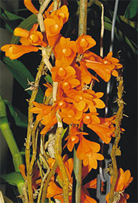 Dendrobium subclausum