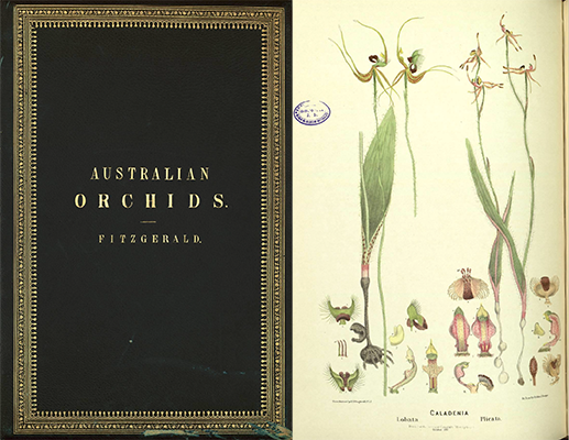 Fitzgerald Australian Orchids