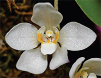 Sarcochilus falcatus