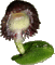 Corybas diemenicus