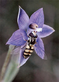 Thelymitra reflexa